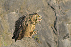Eurasian eagle owl
