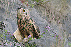 Eurasian eagle owl