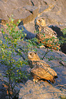 Eurasian eagle owls
