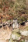 Eurasian eagle owl