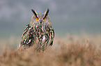 Eurasian eagle owl