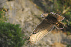 Eurasian eagle owl