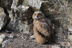 Eurasian eagle owl