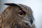 eagle owl