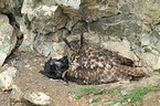 eagle owl