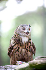 Eurasian eagle owl