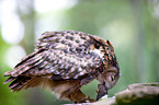 Eurasian eagle owl