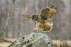 Eurasian eagle owl