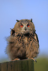 Eurasian eagle owl