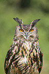 Eurasian eagle owl