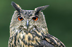 Eurasian eagle owl