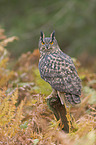 Eurasian eagle owl
