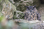 eagle owl