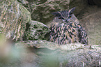 eagle owl