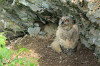 young Eurasian eagle owl