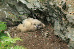 young Eurasian eagle owl
