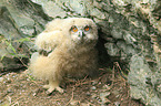young Eurasian eagle owl
