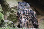 Eurasian eagle owl