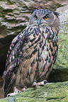 Eurasian eagle owl