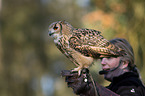 Eurasian eagle owl
