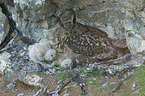 eagle owls