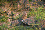 eagle owl