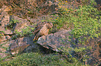 eagle owl