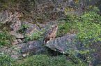 eagle owl