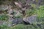 eagle owl