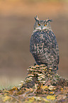 eagle owl
