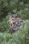 eagle owl