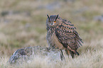 eagle owl