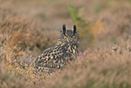 eagle owl