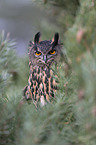 eagle owl