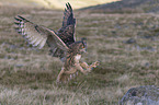 eagle owl