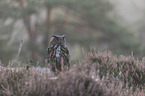 Eurasian eagle owl
