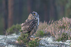 Eurasian eagle owl