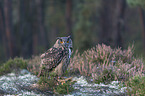 Eurasian eagle owl