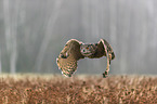 Eurasian eagle owl