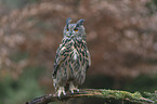 Eurasian eagle owl