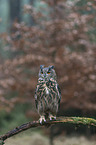 Eurasian eagle owl