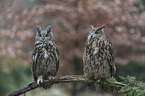 2 Eurasian eagle owls