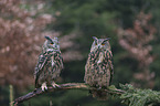 2 Eurasian eagle owls