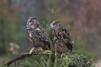 Eurasian eagle owl