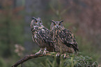 Eurasian eagle owl