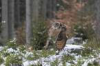 Eurasian eagle owl