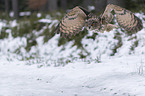 Eurasian eagle owl