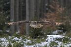 Eurasian eagle owl