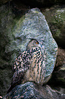 eagle owl