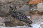 sitting eagle owl
